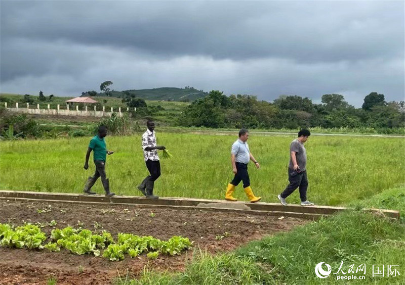 Mwandishi wa habari wa Tovuti ya Gazetila Umma Liu Ning (wa kwanza kutoka kulia) alitembea kwenye  mashamba yenye matumaini pamoja na Wang Xuemin, Bruce, na Beatrus. (Picha na Zhao Yanhong/Tovuti ya Gazetila Umma)