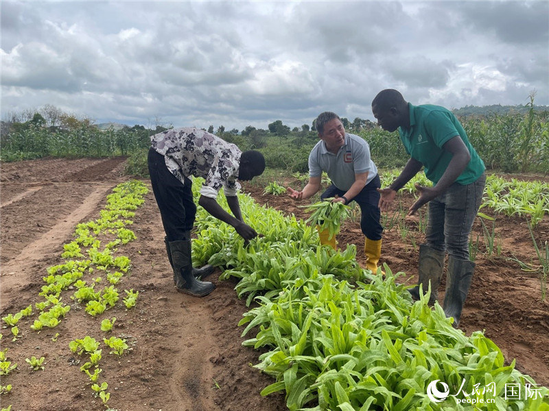 Wang Xuemin (katikati) na wafanyakazi wa Nigeria Bruce (kushoto) na Beatrus (kulia) wakifanya kazi shambani. (Picha na Zhao Yanhong/Tovuti ya Gazetila Umma)