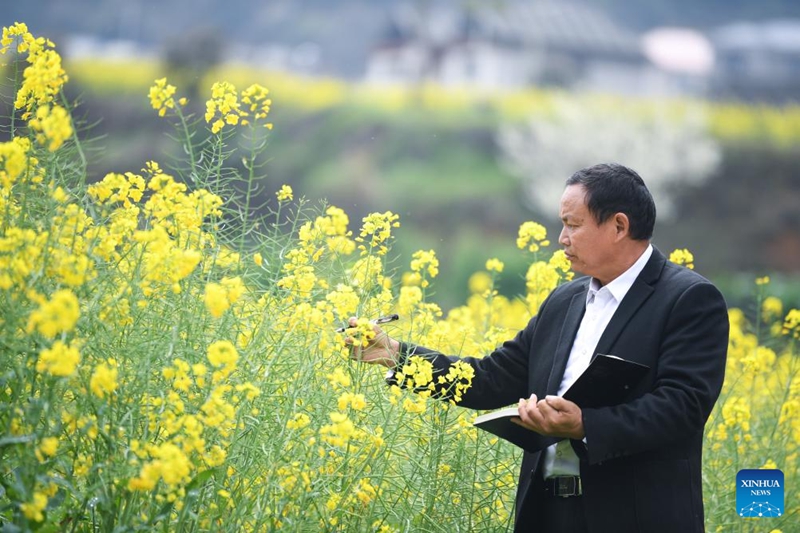Fundi wa kilimo wa Mchina Yang Xiugang akichunguza ukuaji wa maua ya mbegu za rapa mashambani katika Kijiji cha Zhouping cha Wilaya ya Cengong, Mkoa wa Guizhou, kusini magharibi mwa China, Machi 10, 2026. (Xinhua/Yang Wenbin)