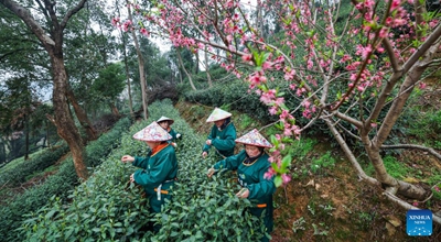 Wakulima wa chai wavuna chai ya Longjing ya Ziwa Xihu ya Hangzhou, China